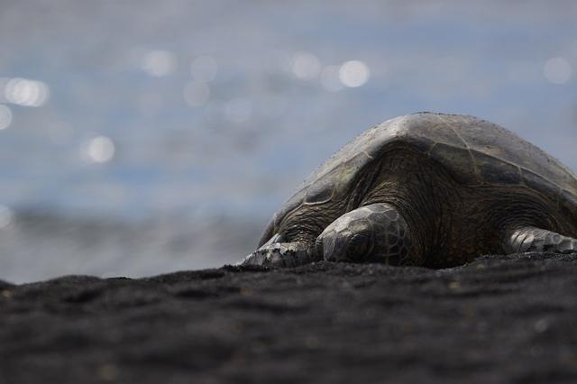 Black Turtle Cove